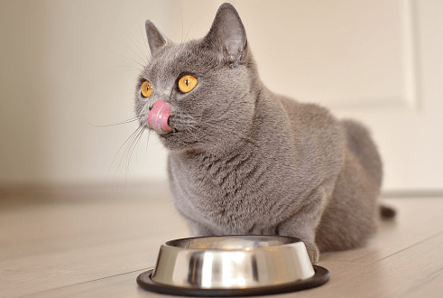 croquette chat
royal canin chat
nourriture pour chat
nourriture chat
purina one chat
orijen chat
virbac chat
alimentation chat
pipolino chat
croquette chaton